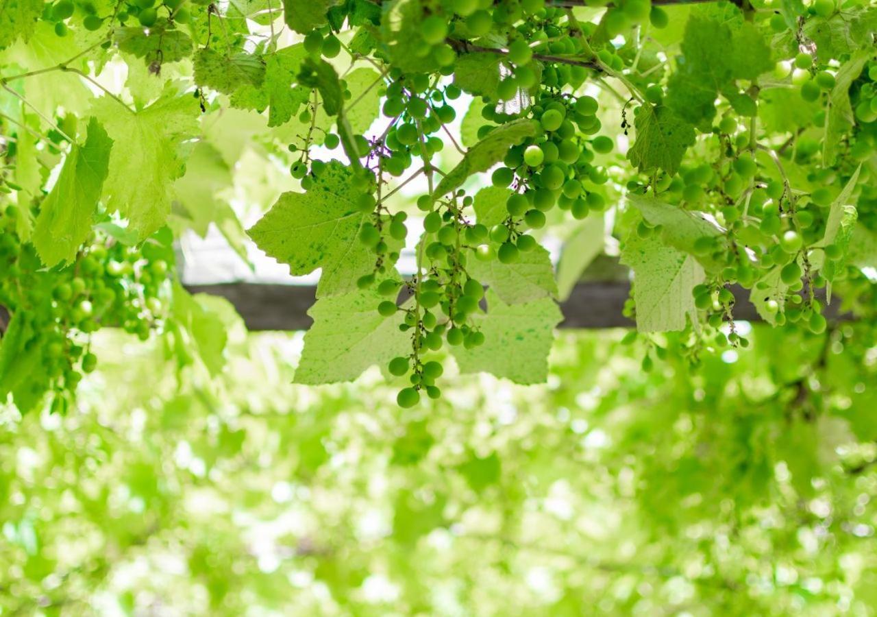Agriturismo La Vammora Laviano Eksteriør bilde